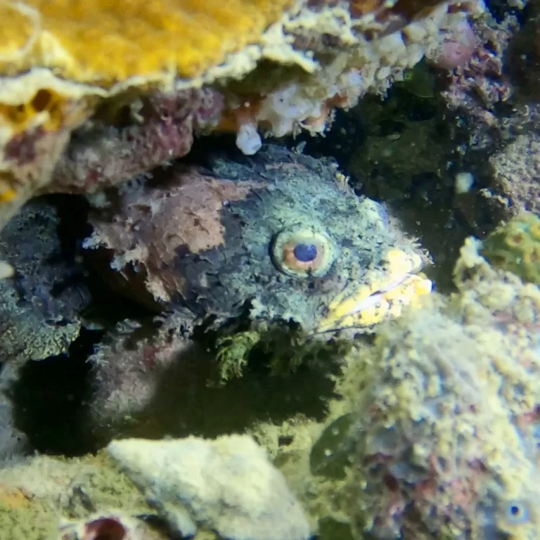 Mantas-Divers-Buceos-CF-10