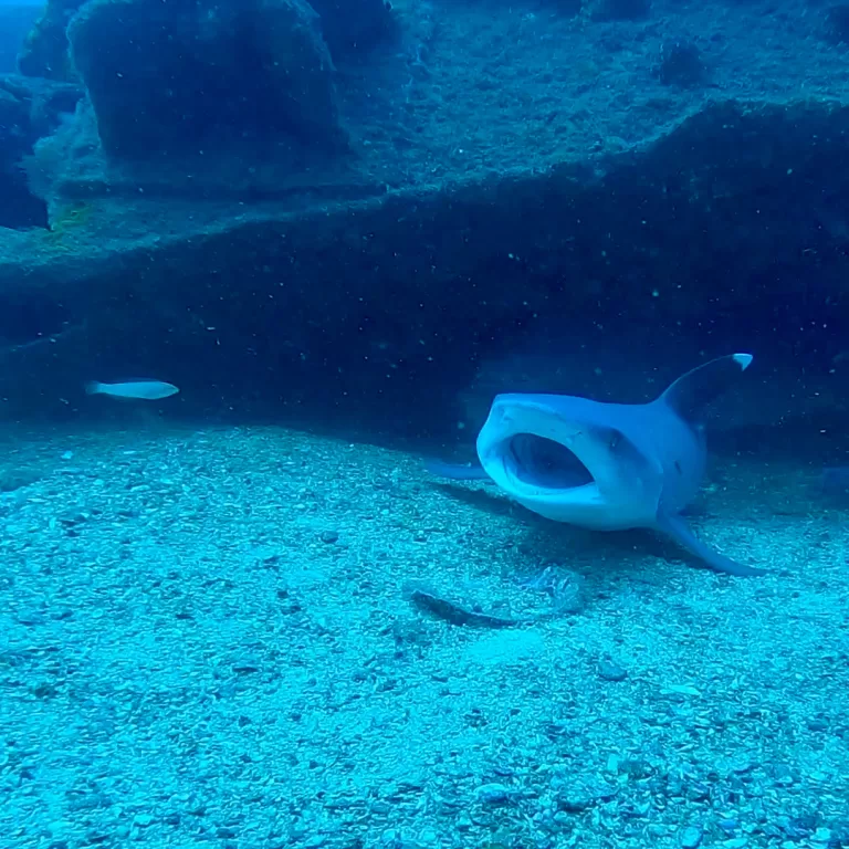 Mantas-Divers-Buceos-CF-11