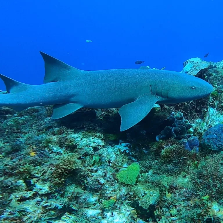 Mantas-Divers-Buceos-CF-12