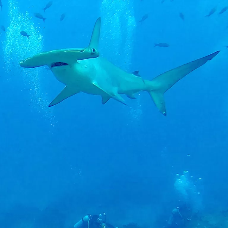 Mantas-Divers-Buceos-CF-13