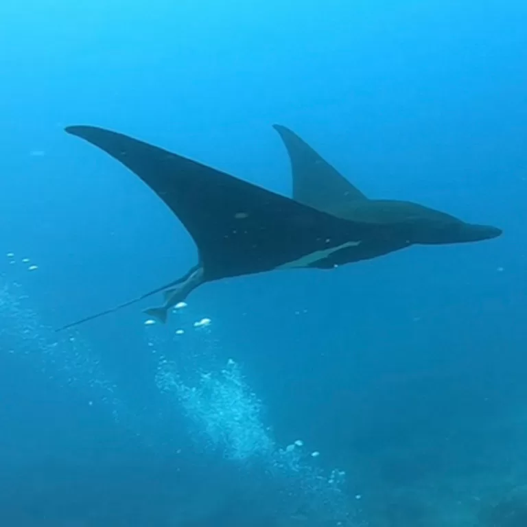 Mantas-Divers-Buceos-CF-17