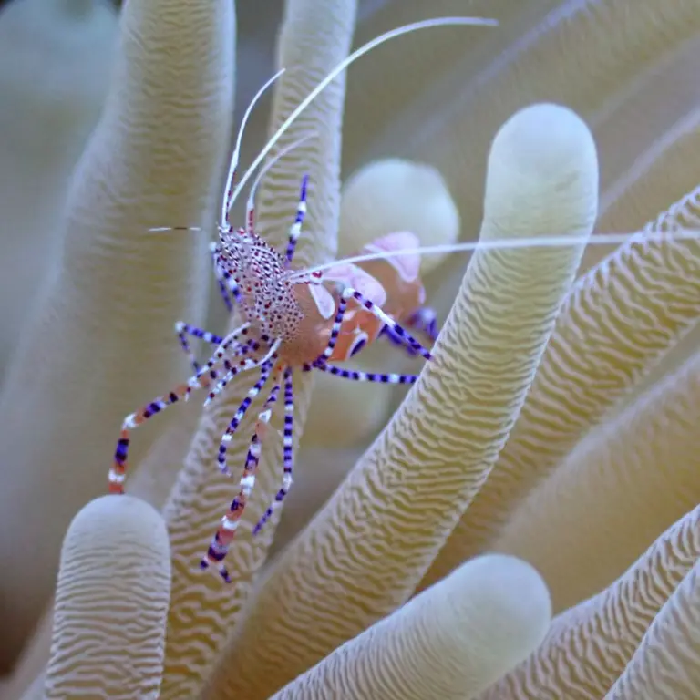 Mantas-Divers-Buceos-CF-22