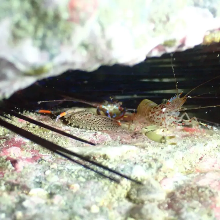 Mantas-Divers-Buceos-CF-24